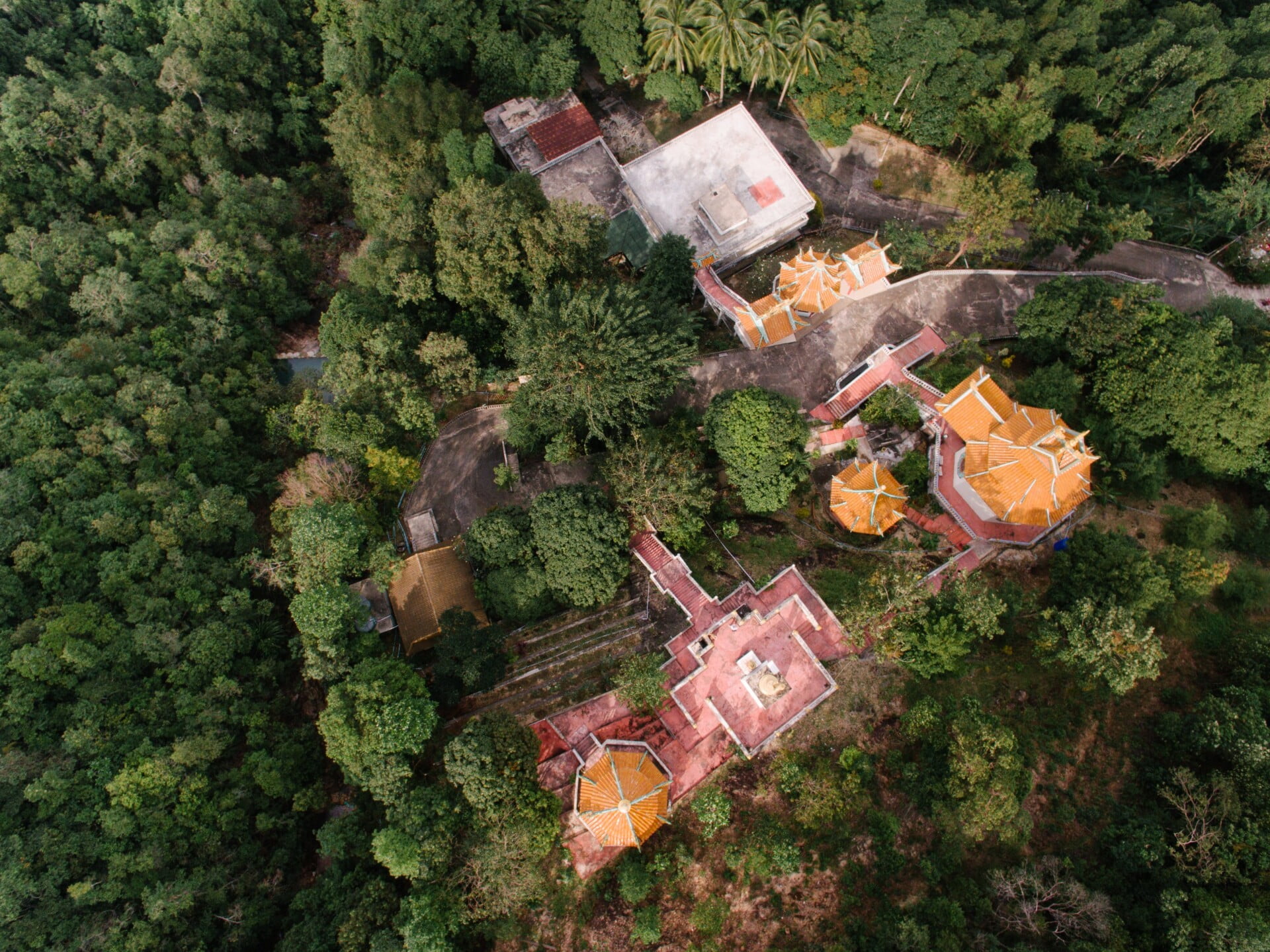 The Best Fruits For Rooftop Gardens In Hot Climates