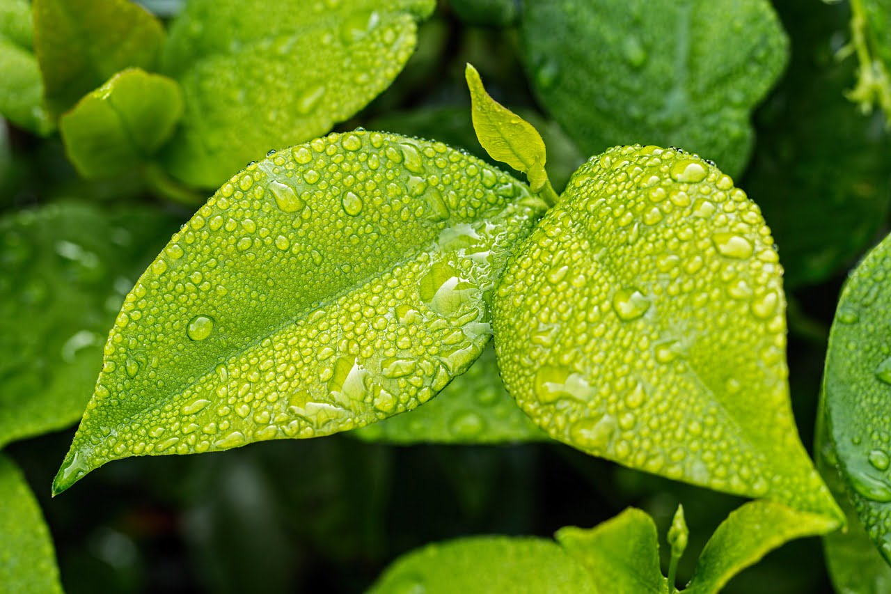 10 Essential Tools For Maintaining A Rooftop Garden 10 Essential Tools For Maintaining A Rooftop Garden