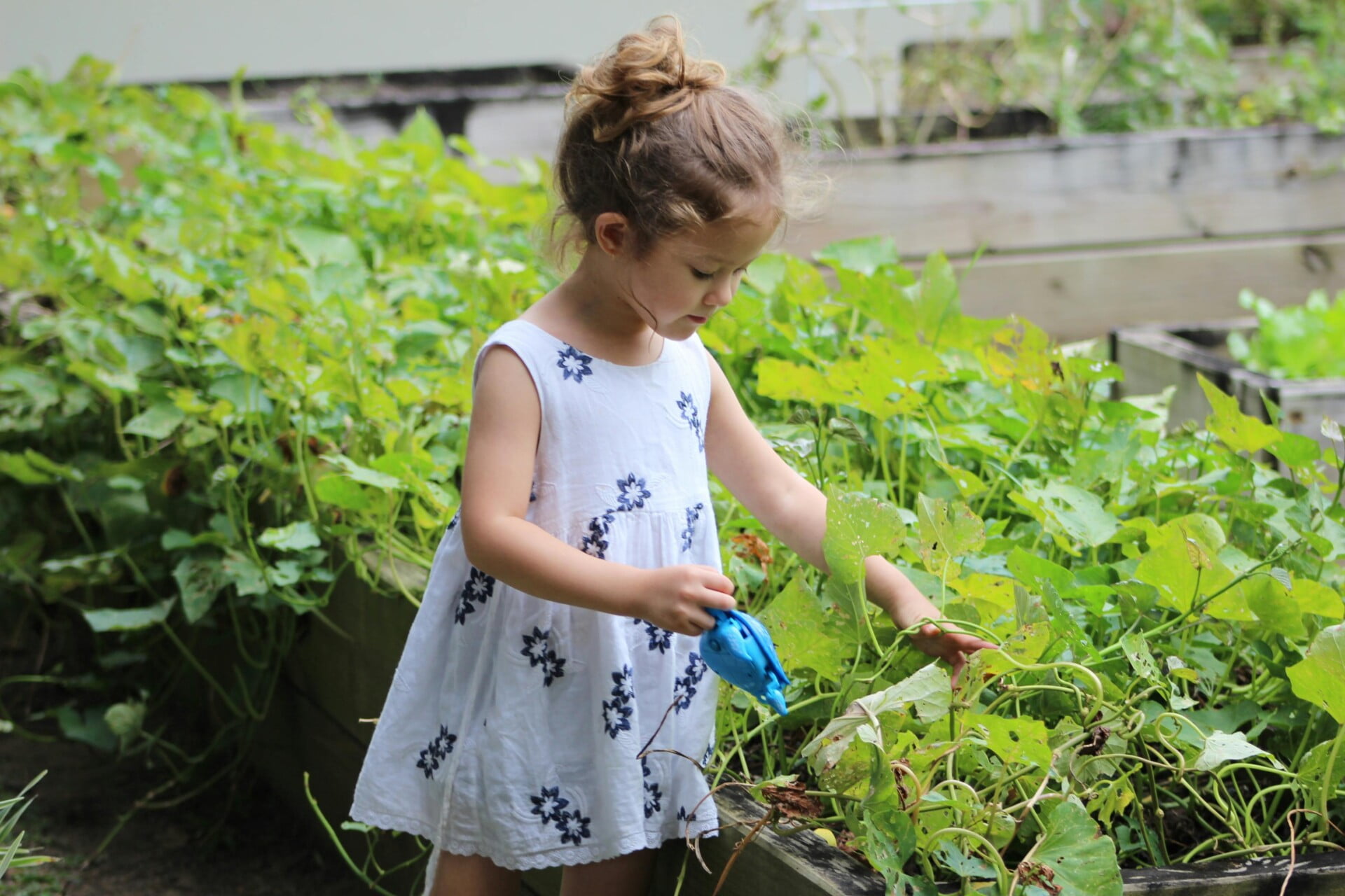 How To Start A Rooftop Vegetable Garden From Scratch How To Start A Rooftop Vegetable Garden From Scratch