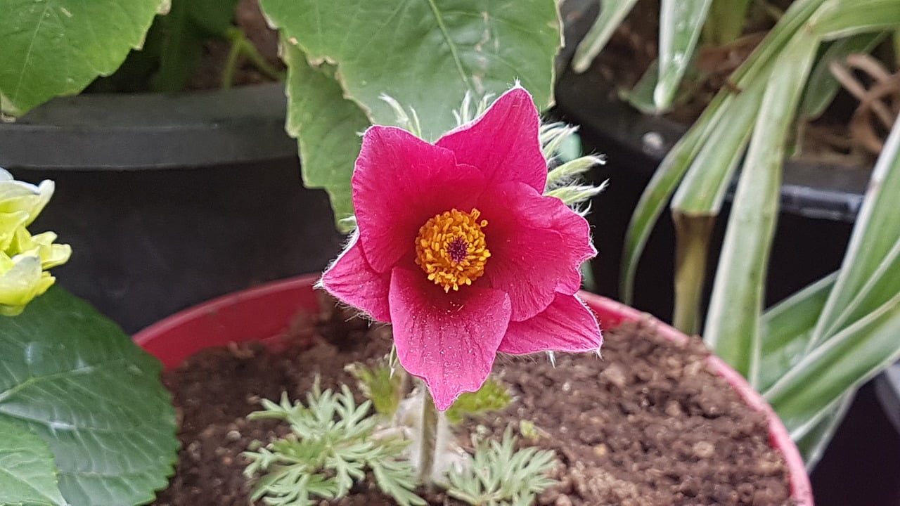 What Are The Best Rooftop Garden Design Tips For Beginners? What Are The Best Rooftop Garden Design Tips For Beginners?