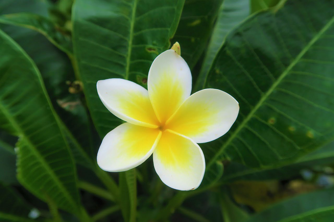 Top Ways To Use Herbs Grown In A Rooftop Garden