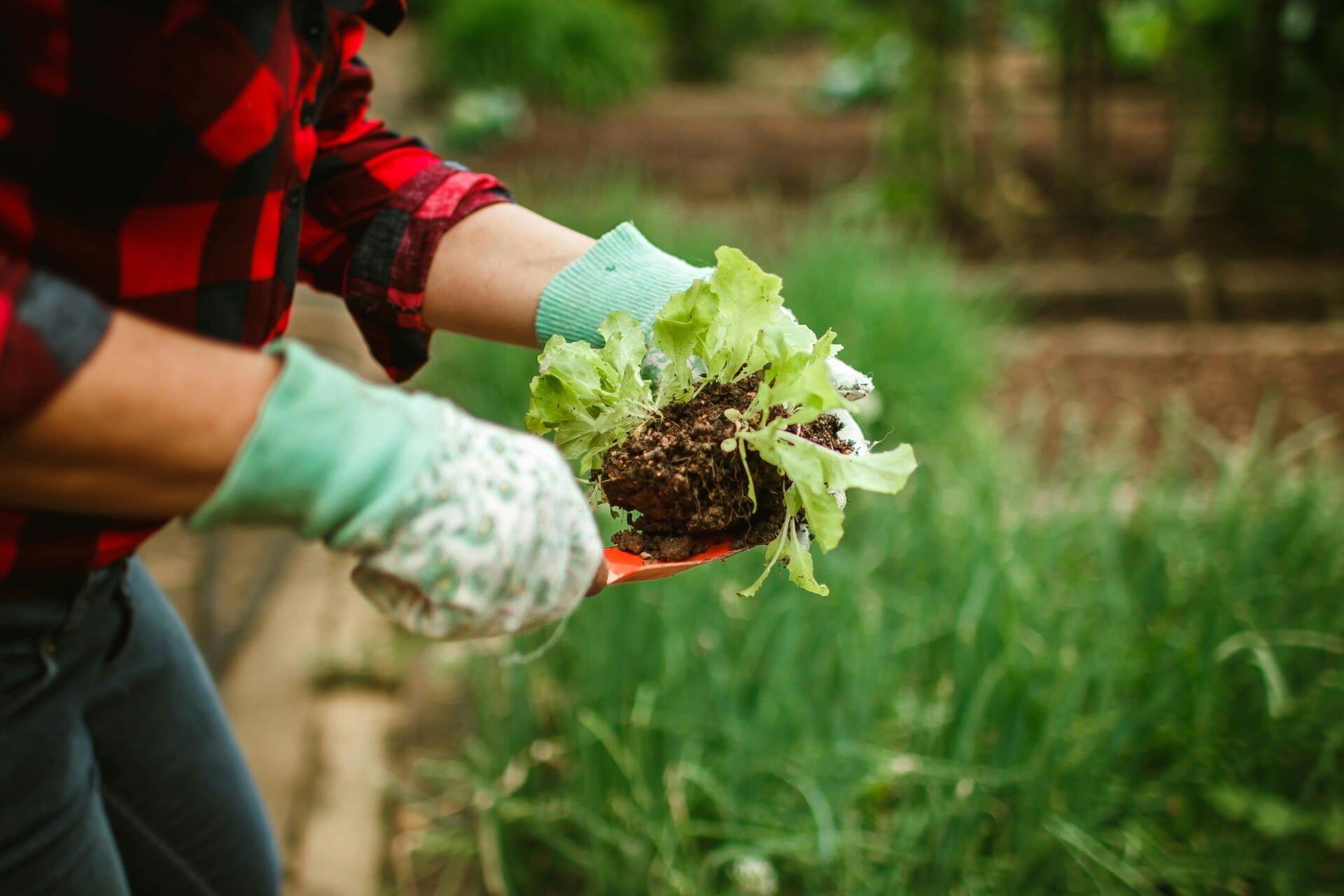 Top 10 Vegetables To Grow On Your Rooftop Top 10 Vegetables To Grow On Your Rooftop