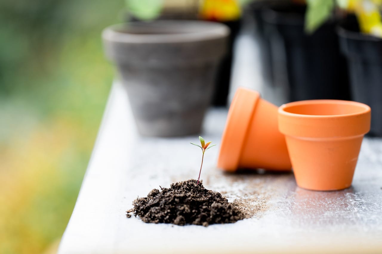 How To Start A Berry Patch On Your Rooftop How To Start A Berry Patch On Your Rooftop