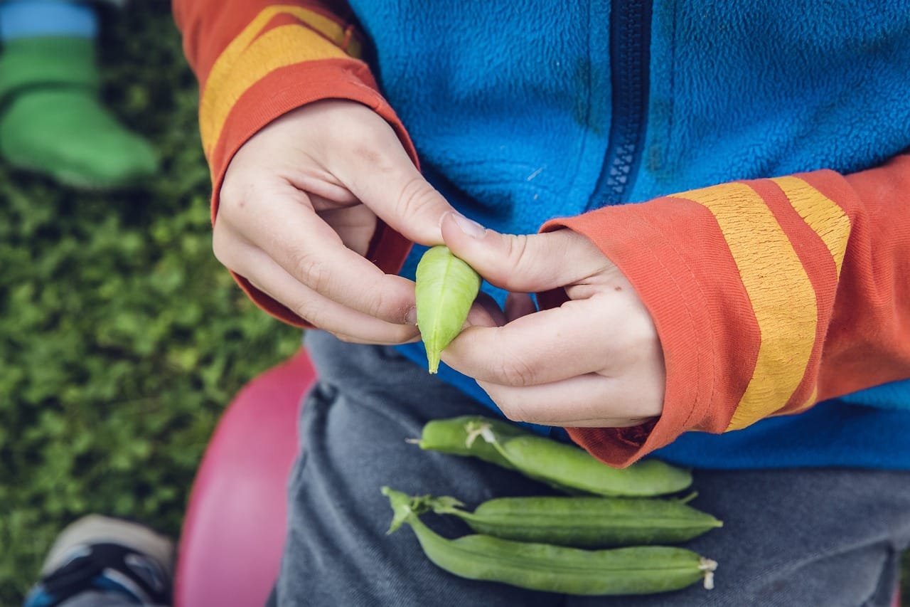 The Top Fruits For Small-Space Rooftop Gardens The Top Fruits For Small-Space Rooftop Gardens