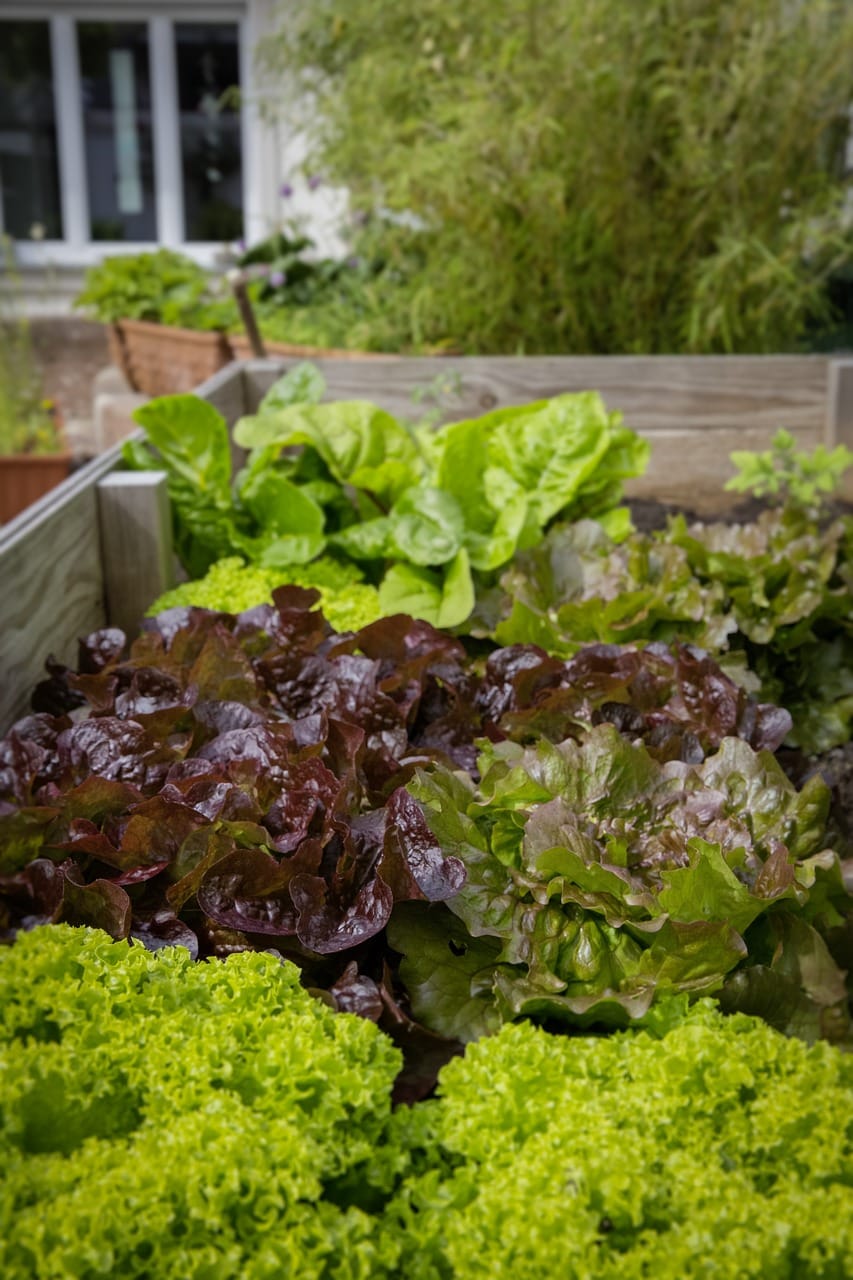 The Top Fruits For Small-Space Rooftop Gardens The Top Fruits For Small-Space Rooftop Gardens