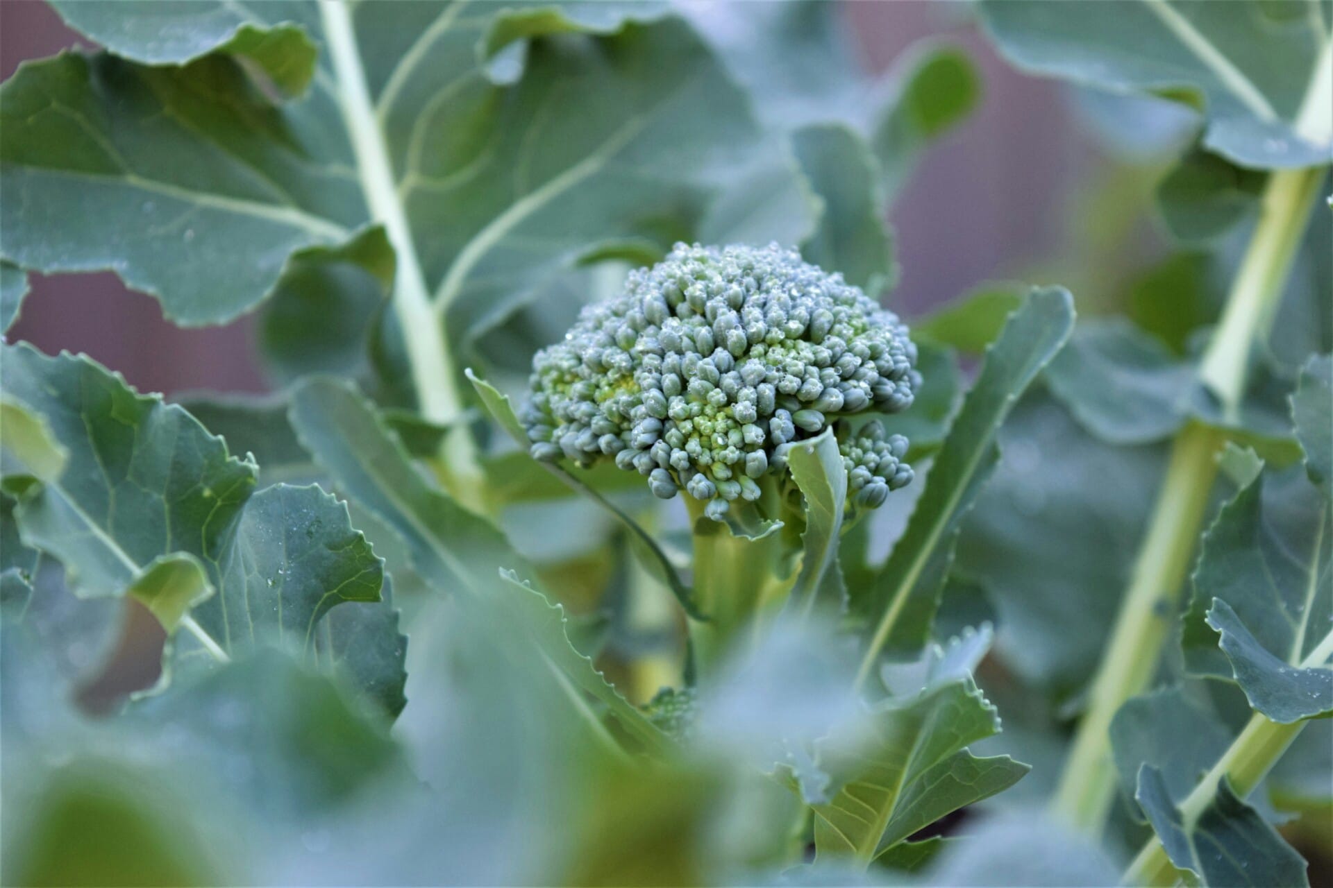 Most Popular Vegetables For Urban Rooftop Gardens