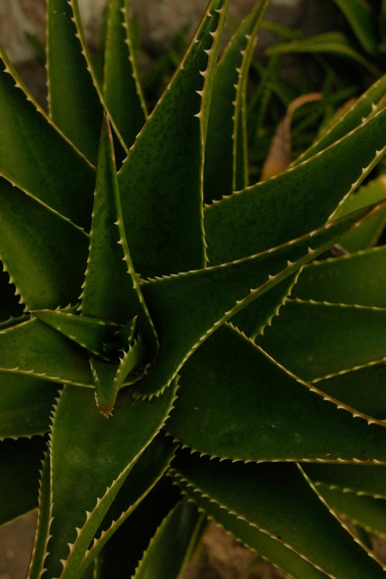 How To Create A Vertical Garden For Rooftop Fruits How To Create A Vertical Garden For Rooftop Fruits