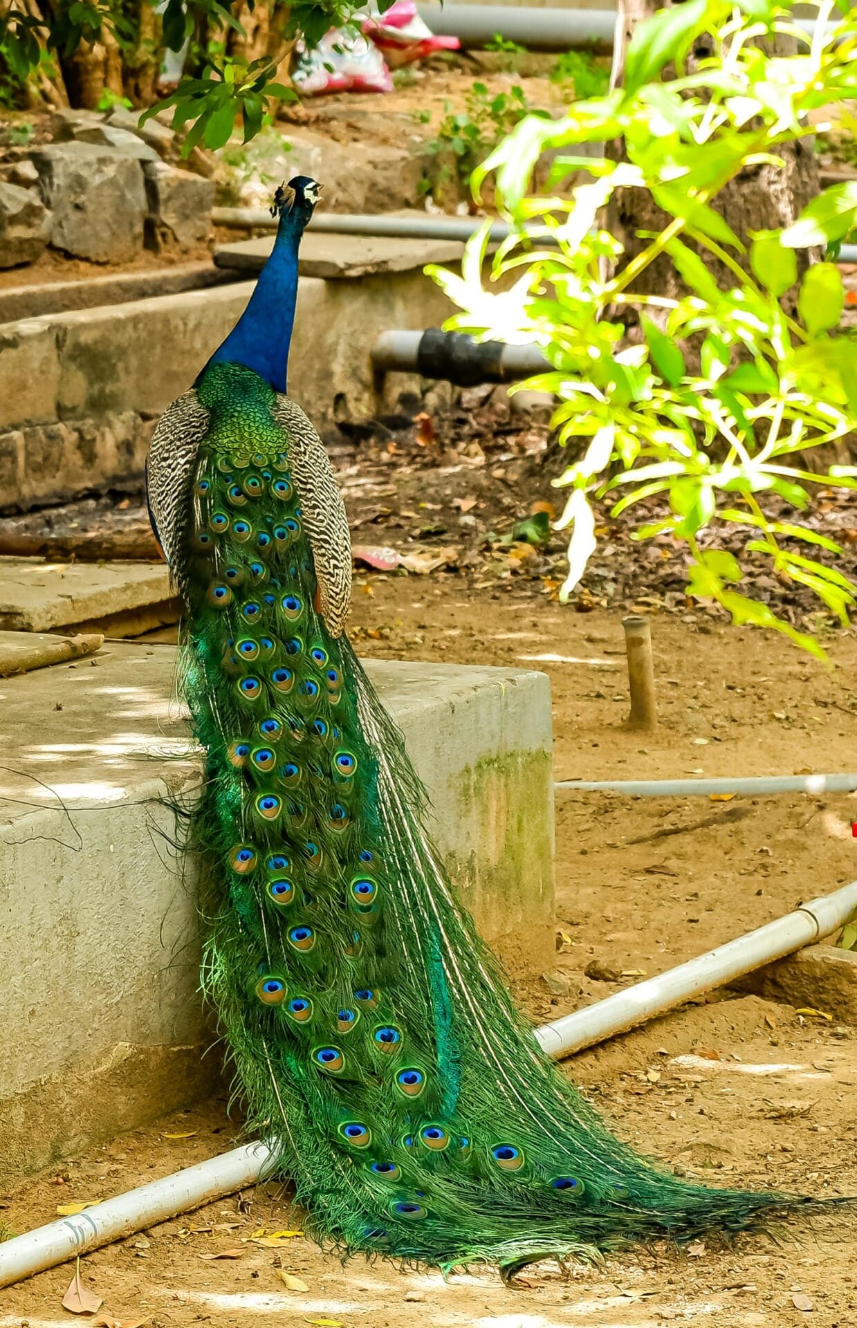 How To Create A Vertical Garden For Rooftop Fruits How To Create A Vertical Garden For Rooftop Fruits